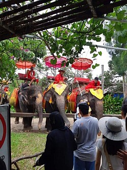 ขี่ช้างจับตักแตน